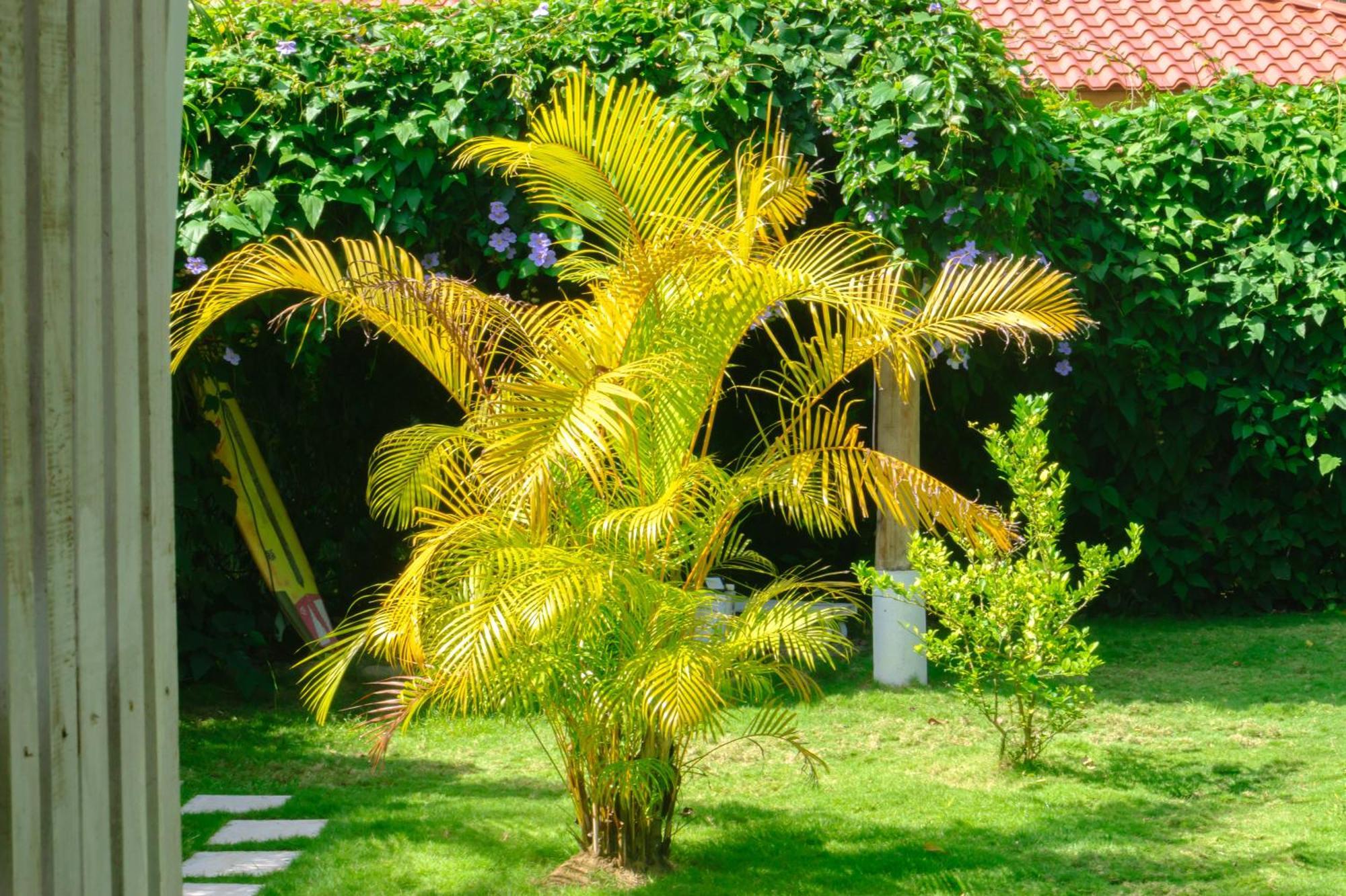 Olivia Del Caribe Suite Puerto Viejo de Talamanca Luaran gambar